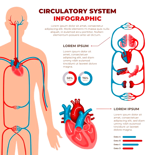 Human Circulatory System