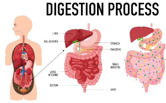 Digestive System