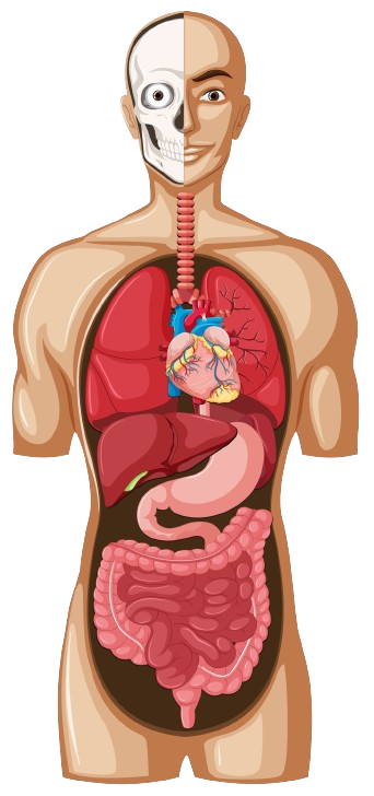 Digestive System