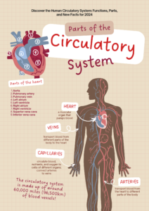 Discover the Human Circulatory System: Functions, Parts, and New Facts for 2024