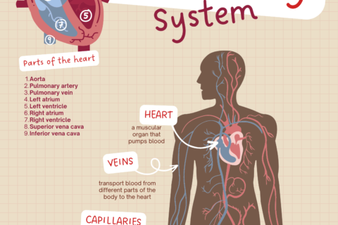 Human Circulatory System