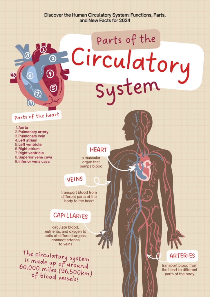 Human Circulatory System