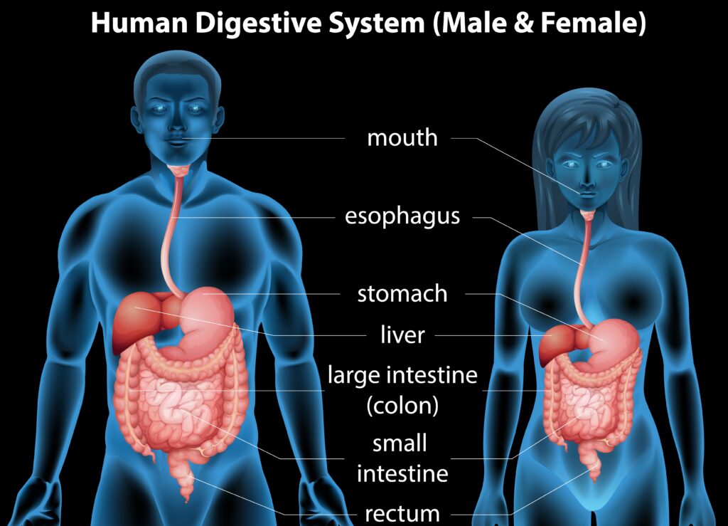 What is The Digestive System And Its Function