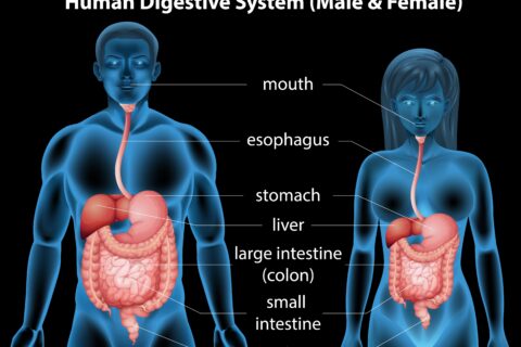 What is The Digestive System And Its Function